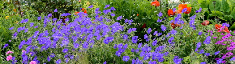 A colourful flower border