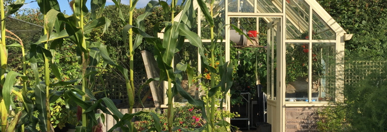 A photo of a greenhouse full of plants