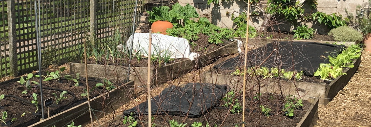 A photo of some raised beds in a vegetable garden