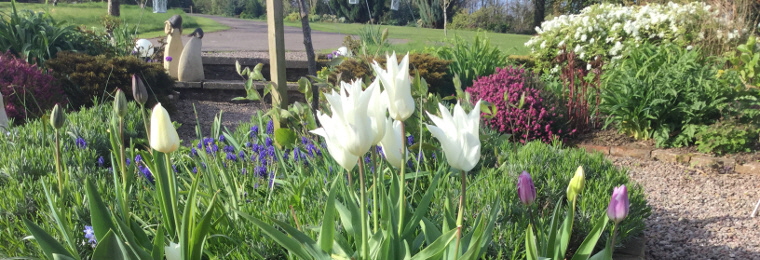 A photo of spring flowers