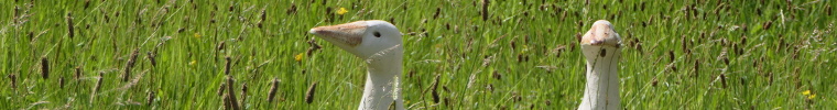A photo of ornamental geese in a garden